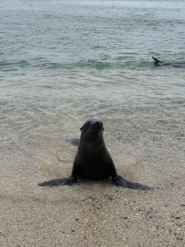Snorkeling with Sharks? Yes. Surviving Quito Airport? Barely.